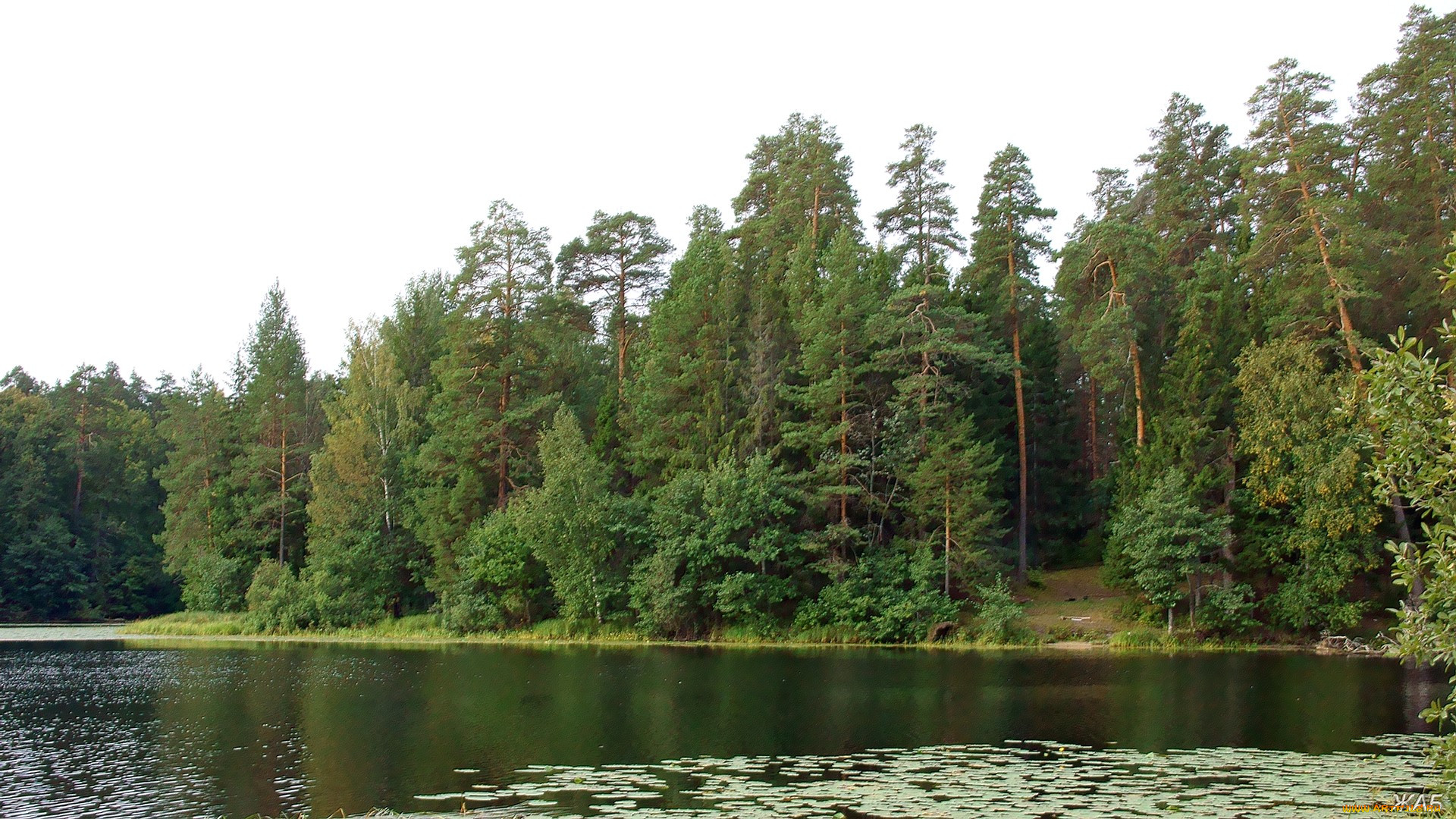Лес в природе Нижегородского края